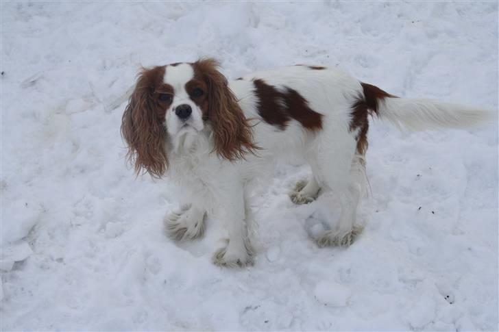Cavalier king charles spaniel sandra billede 9