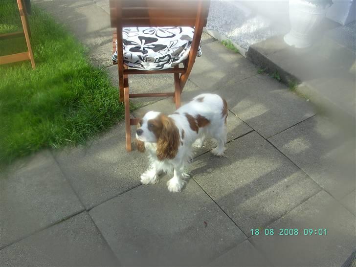 Cavalier king charles spaniel sandra billede 10