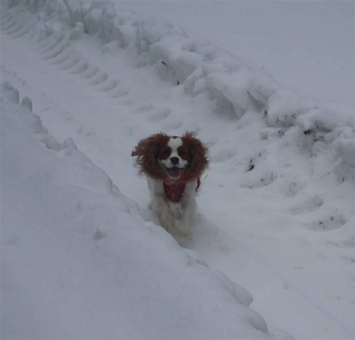 Cavalier king charles spaniel sandra billede 11