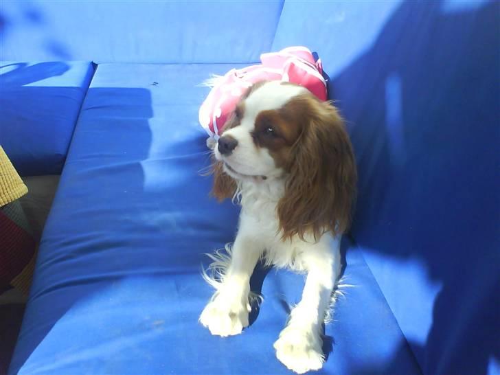 Cavalier king charles spaniel sandra billede 12