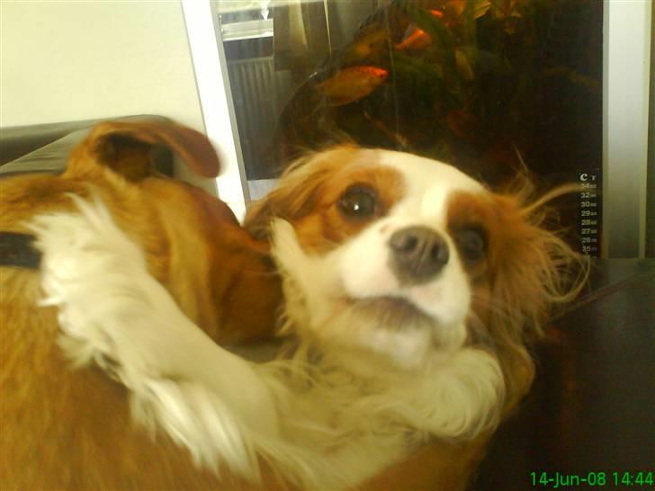 Cavalier king charles spaniel sandra billede 13