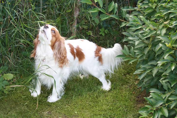 Cavalier king charles spaniel sandra billede 14