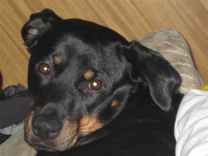 Blanding af racer perle billede 1