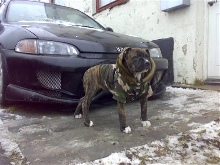 Blanding af racer Putte *SOLGT* - Så fik hun sig lige en frakke da hun fryser meget i det her vejr :-)  billede 9