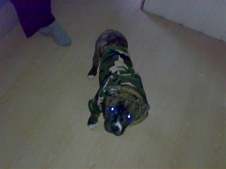 Blanding af racer Putte *SOLGT* billede 10