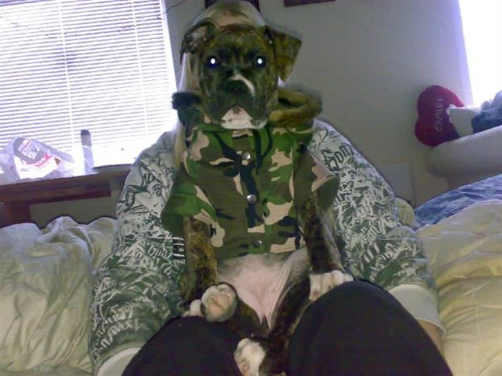 Blanding af racer Putte *SOLGT* billede 11