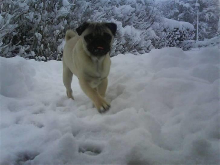 Mops Gilbert billede 15