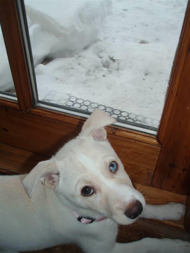 Blanding af racer Silke billede 3