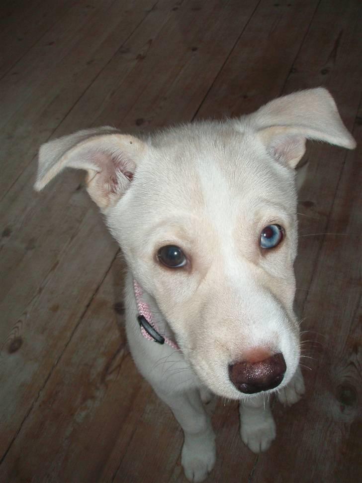 Blanding af racer Silke billede 4