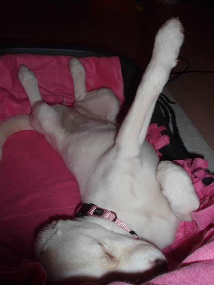 Blanding af racer Silke billede 5