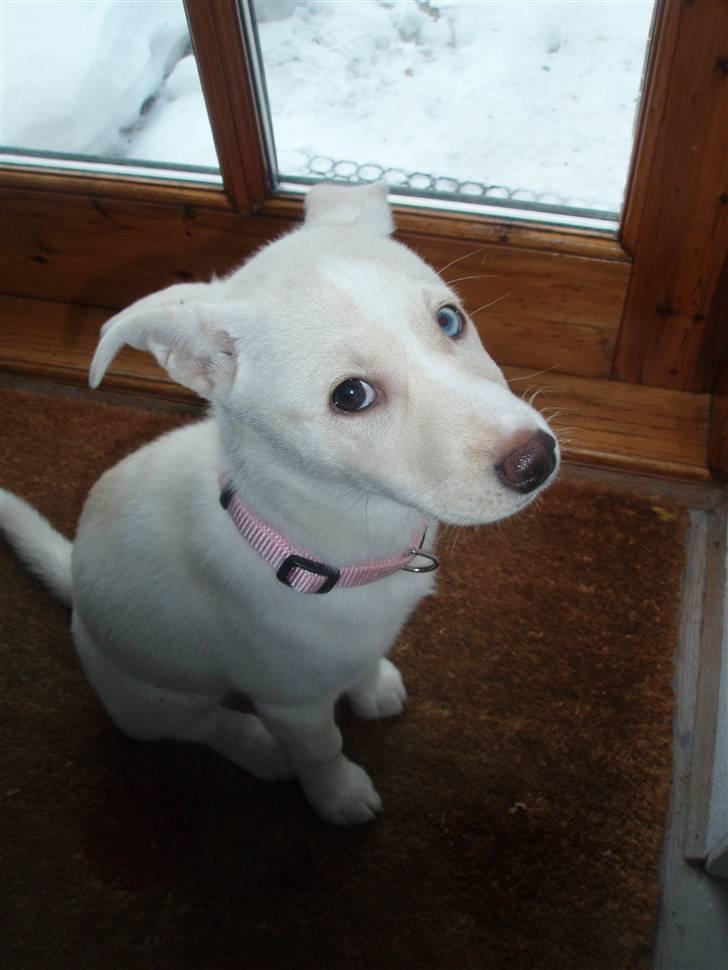 Blanding af racer Silke billede 6