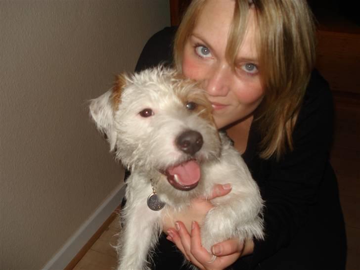 Jack russell terrier Elmer RIP 2023 billede 9