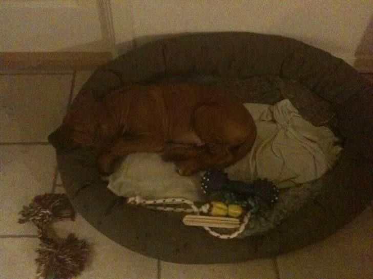 Rhodesian ridgeback Qato - Qato i sin nye kurv, der kan han vokse... billede 6