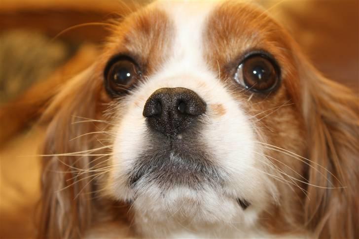 Cavalier king charles spaniel Buster R.I.P. 18/01-11 billede 13