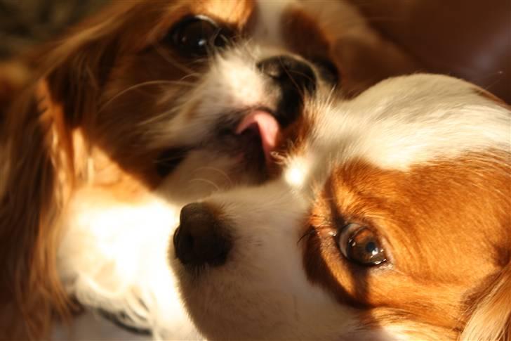 Cavalier king charles spaniel Buster R.I.P. 18/01-11 billede 14