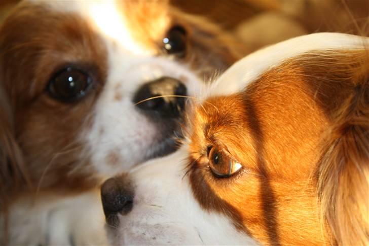 Cavalier king charles spaniel Buster R.I.P. 18/01-11 billede 15