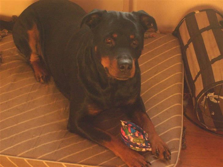 Rottweiler Fisker ( RIP) billede 8