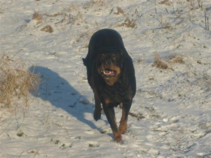 Rottweiler Fisker ( RIP) billede 9