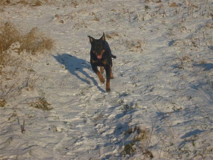 Rottweiler Fisker ( RIP) billede 10