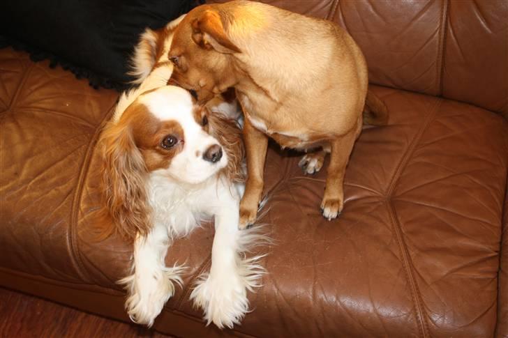 Cavalier king charles spaniel sandra billede 15