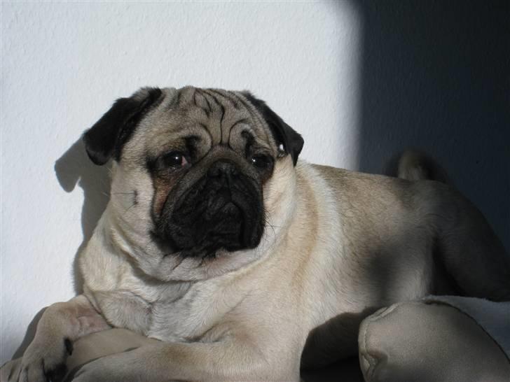 Mops Rocky - Sweet mysterys Benito billede 7