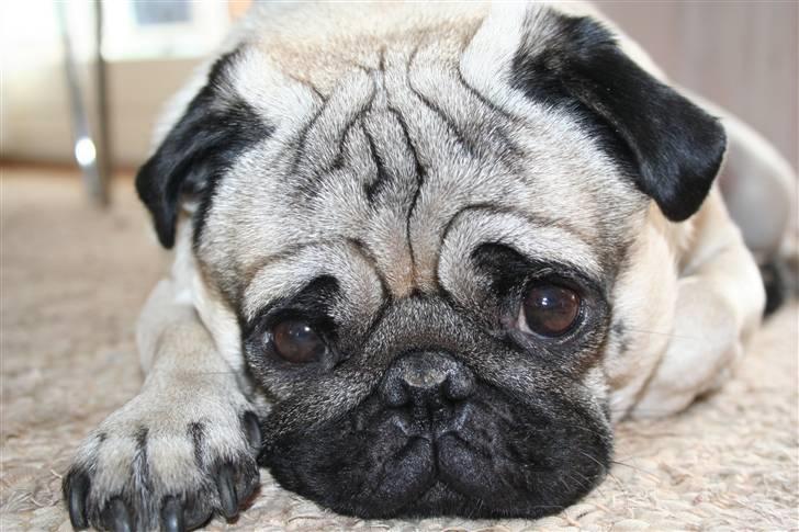 Mops Rocky - Sweet mysterys Benito - Ligger lige og tænker over livet billede 8