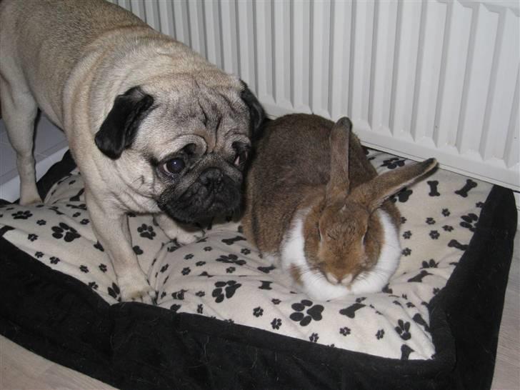 Mops Rocky - Sweet mysterys Benito - Rocky og vores kanin Nala billede 9
