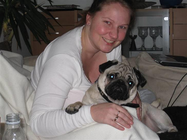 Mops Rocky - Sweet mysterys Benito - Hyggetid billede 10