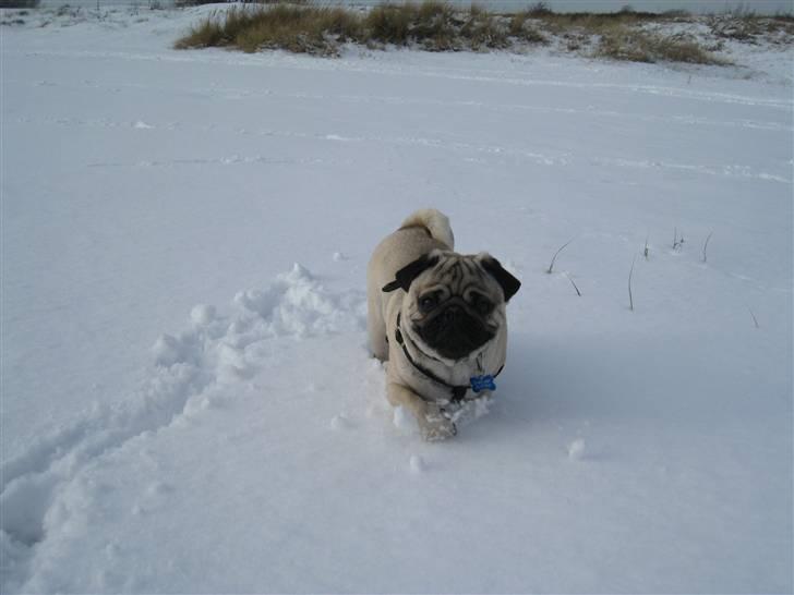 Mops Rocky - Sweet mysterys Benito - Han elsker sne billede 11