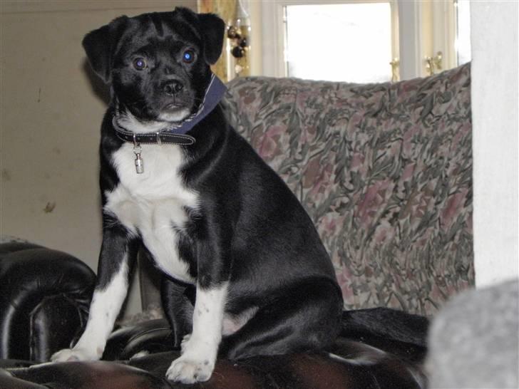 Blanding af racer Charlie billede 7