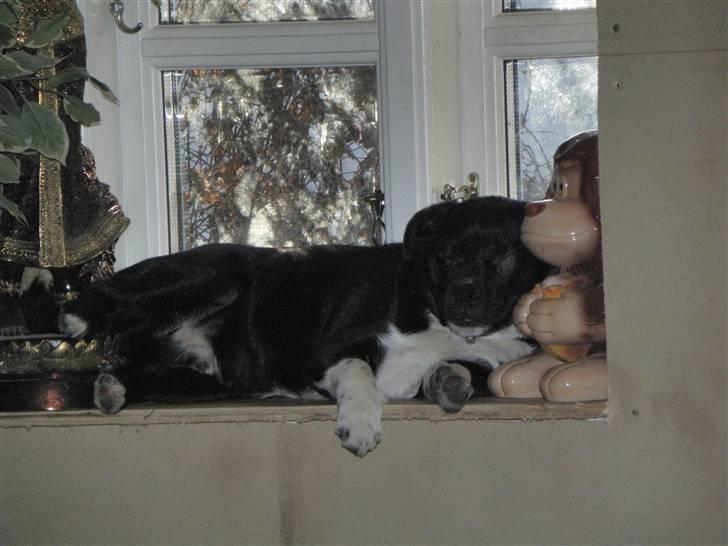 Blanding af racer Charlie - Man kan godt ligge i vinduet og sove . billede 8