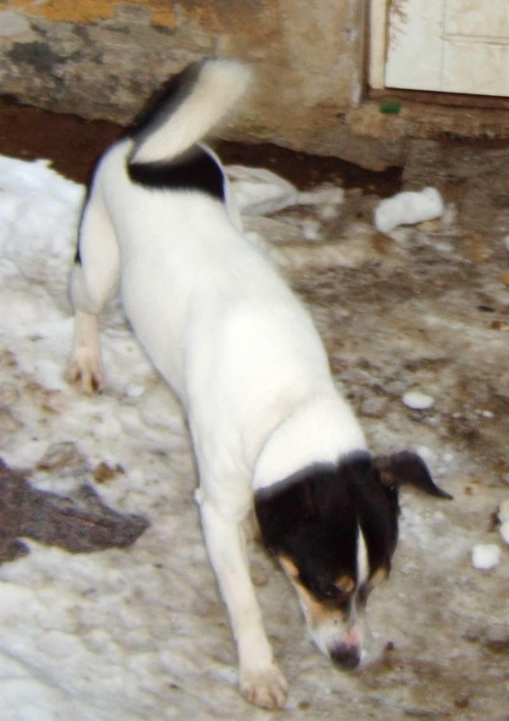 Dansk svensk gaardhund Max billede 4