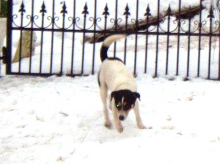 Dansk svensk gaardhund Max billede 5