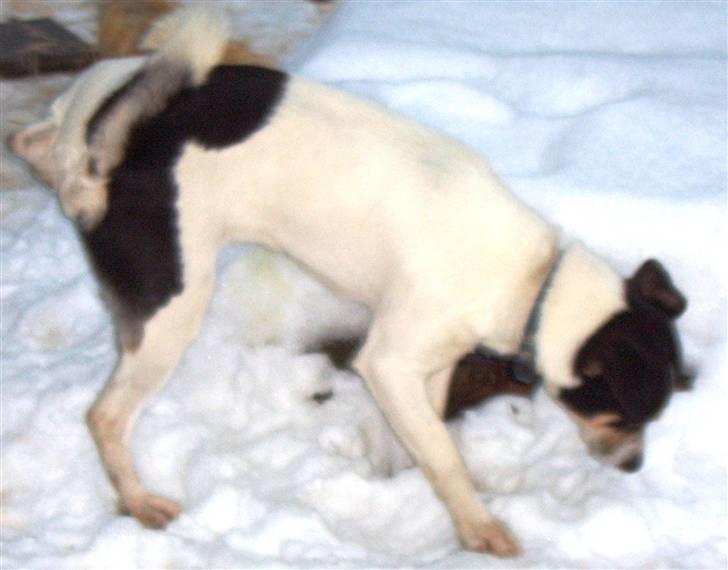 Dansk svensk gaardhund Max billede 6