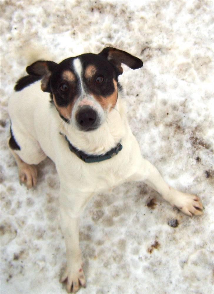 Dansk svensk gaardhund Max billede 7