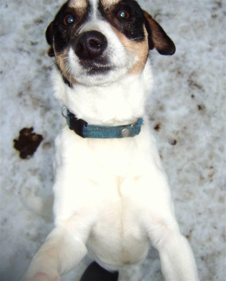 Dansk svensk gaardhund Max billede 8