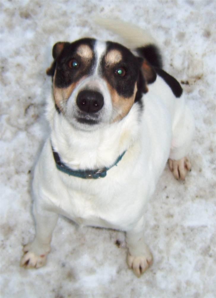 Dansk svensk gaardhund Max billede 9