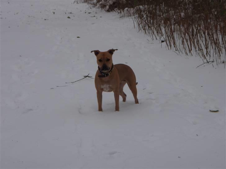 Amerikansk staffordshire terrier gaia - smukke smukke pige januar 2010... billede 4