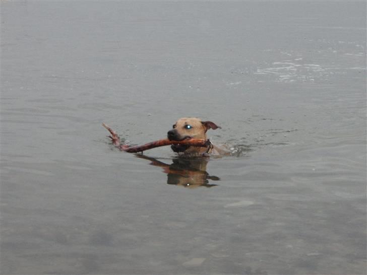 Amerikansk staffordshire terrier gaia - gaia ved lillestranden sommeren 2009.. billede 5