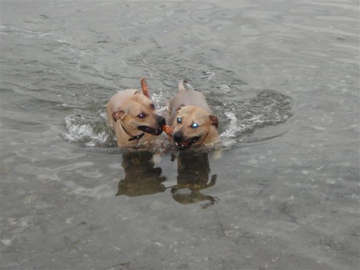 Amerikansk staffordshire terrier gaia - gaia og solly ved stranden 2009 billede 6