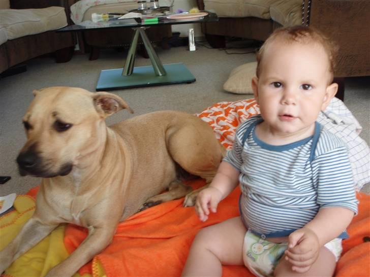 Amerikansk staffordshire terrier gaia - gaia og bøffen - nicklas hygger.... billede 7