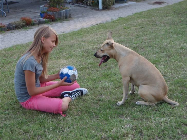 Amerikansk staffordshire terrier gaia - må jeg godt få bolden nu.. sommeren 2009 billede 8