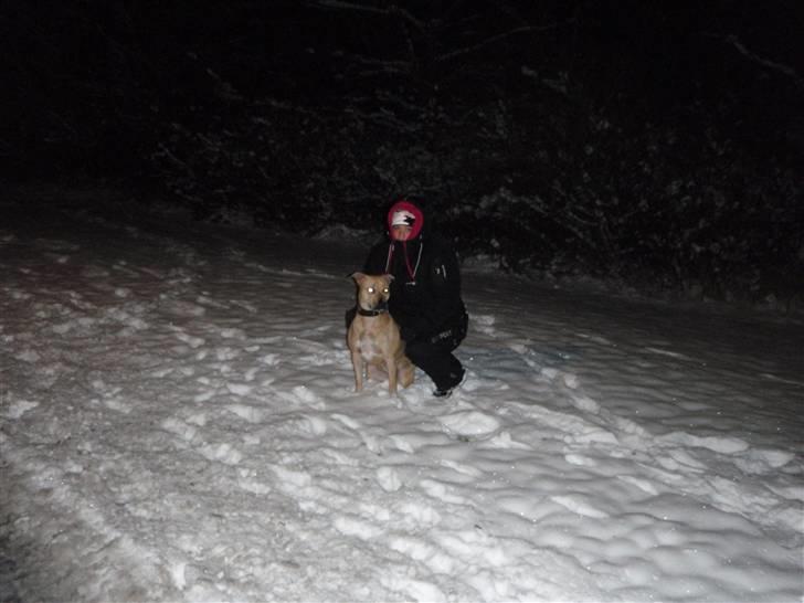 Amerikansk staffordshire terrier gaia - så kom sneen til fyn hyggeligt mig og mor på aftentur januar 2010 billede 9