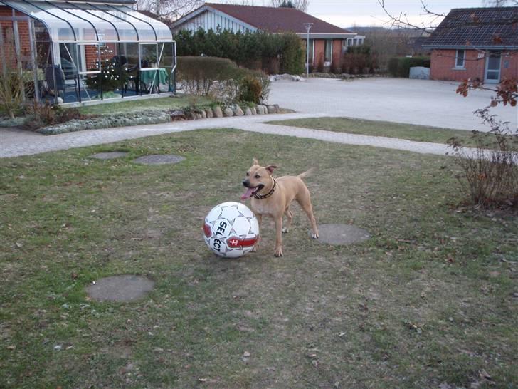 Amerikansk staffordshire terrier gaia - så glad så glad.. billede 10