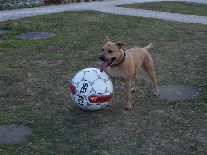 Amerikansk staffordshire terrier gaia - se min bold er den ikke flot gaias julegave... billede 11
