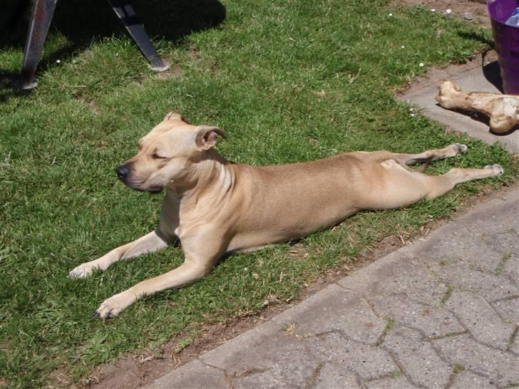 Amerikansk staffordshire terrier gaia - såååå lang kan jeg blive... billede 12