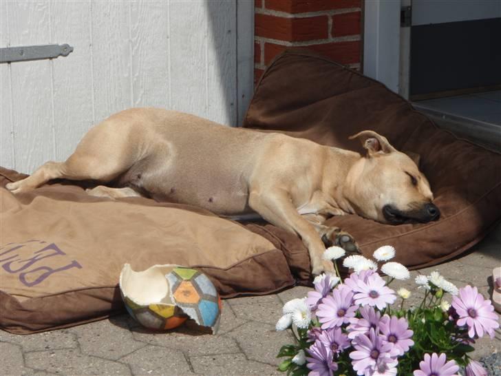 Amerikansk staffordshire terrier gaia - dejligt med en lur i solen sommeren 2009. billede 13