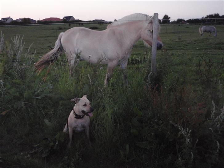 Amerikansk staffordshire terrier gaia - vi mødte lige en med samme farve.....sommeren 2009. billede 14