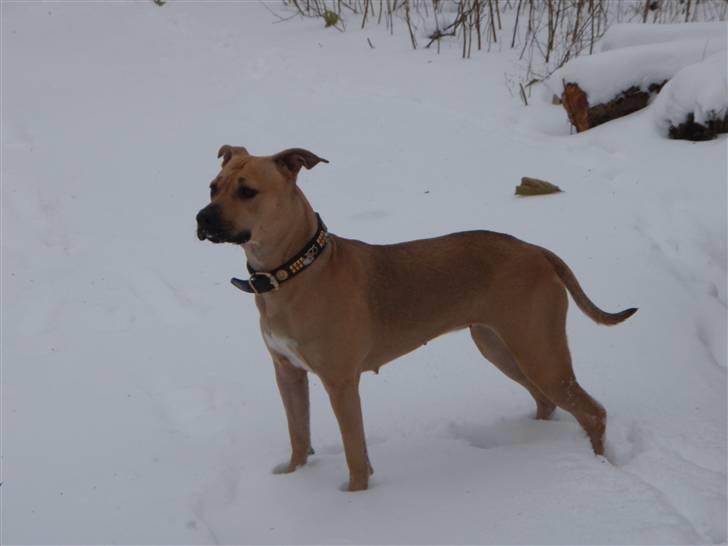 Amerikansk staffordshire terrier gaia - sååå fin min prinssese...januar 2010. billede 15
