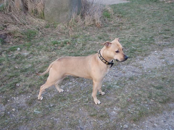 Amerikansk staffordshire terrier gaia - taget på årets sidste dag år 2009... billede 16
